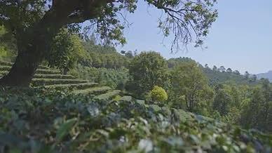 茶山茶园绿色森林普洱茶视频的预览图